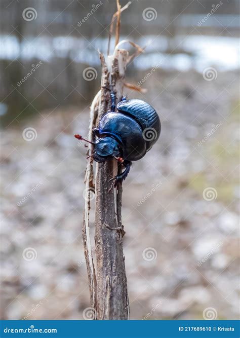 Close Up And Macro Shot Of Dor Beetle Earth Boring Dung Beetle Hanging