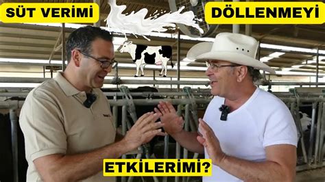 SÜT VERİMİ DÖL VERİMİNİ ENGELLERMİ Yüksek Süt Veriminde Önemli