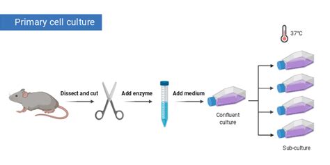 Primary Cell Culture Preparation | BioRender Science Templates