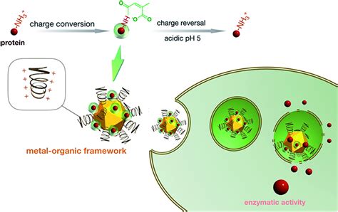 Schematic Illustration Of The Manufacture Of The Protein Transcellular