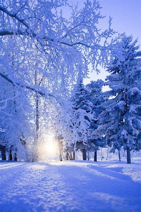 Snow white winter | Beautiful winter pictures, Winter scenery, Winter ...