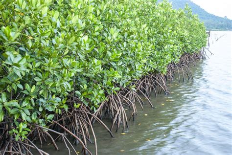 Mangrove Trees Care: How To Grow Mangrove Trees Indoors