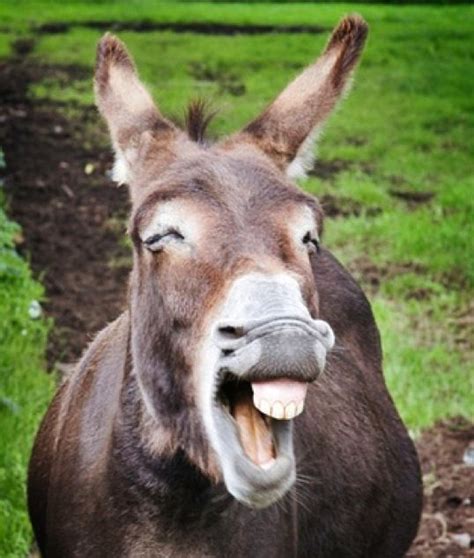 Donkey Smiling With Teeth