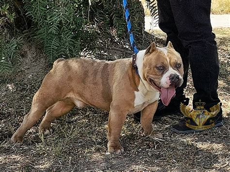 Monta Semental Exotic Bull Merle American Bully Exotico Meses Sin