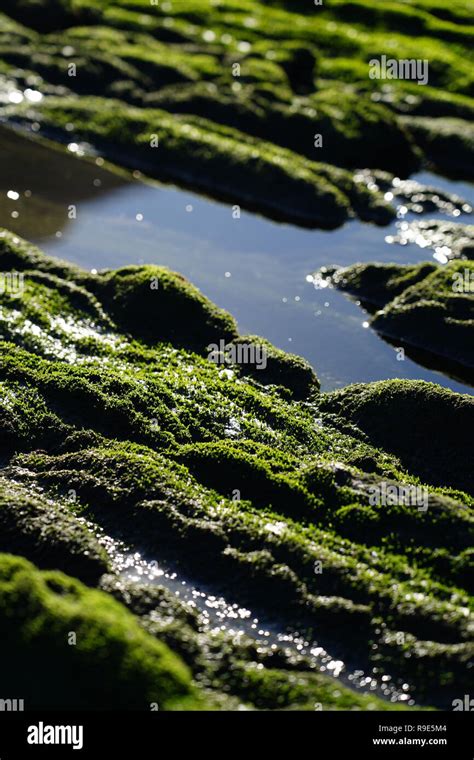 Zumaia Flysch Pais Vasco Stock Photo Alamy