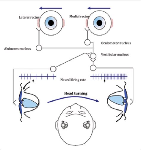 Vestibular Ocular Reflex Pathway