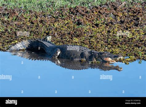 Saltwater Crocodile Crocodylus Porosus Sunning Itself With Open Mouth