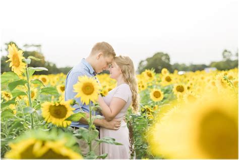 Sunflower Field Engagement Photos New Jersey Photographer Kellyseaimages