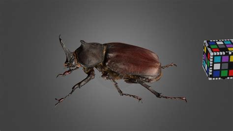 cc japanese rhinoceros beetle    model