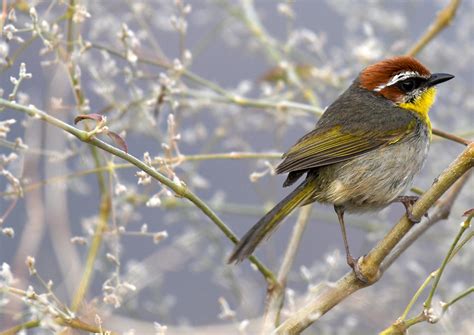 Rufous Capped Warbler Basileuterus Rufifrons Zona Arqueo Flickr