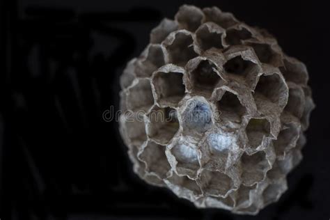 Wasp Nest on Black Background, Macro Photography. Copy Space Stock Image - Image of insect, cell ...