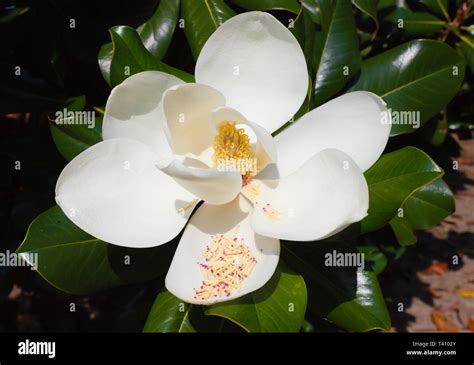 Das Magnolia Grandiflora Ist Eine Ornamentale Baum Mit Gro En