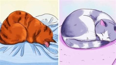 Cat Sleeping Positions Meaning Poses Explained