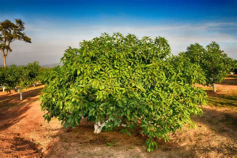 Chaiyaphum Thailand January Cultivation On Organic Farms Of