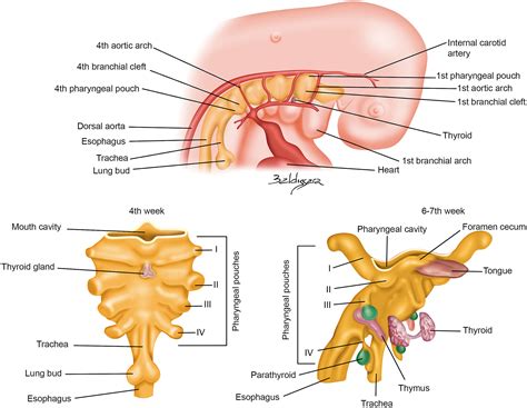 Foramen Cecum Embryology