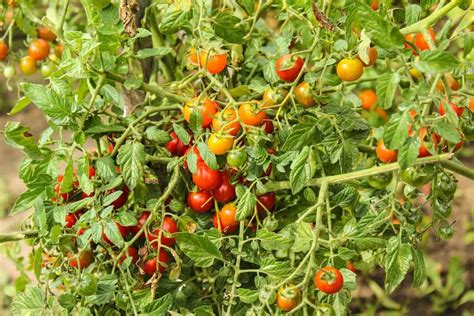 Top 24 Steps To Boost Tomato Yield How To Increase Production Quality And Size