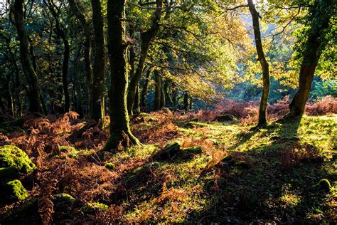 Forests Autumn Trunk Tree HD Wallpaper Rare Gallery