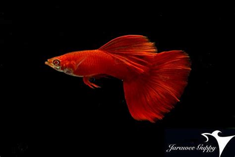 Albino full red premium grade. – Ancient Guppy Farm