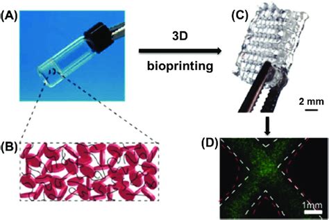 A Nanoengineered Hydrogel Bioink Comprising Laponite And Peg B