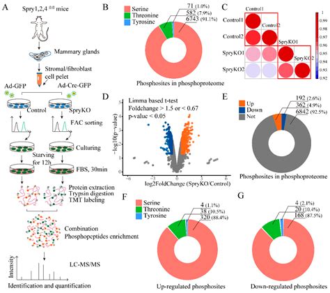 Quantitative Phosphoproteomics Reveals System Wide Phosphorylation