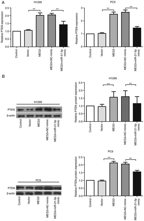 Long Noncoding RNA MEG3 Inhibits Cell Migration And Invasion Of Non