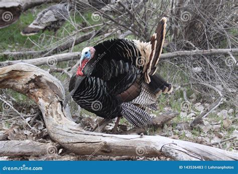 Male Turkey Showing Feathers Stock Image - Image of male, light: 143536483