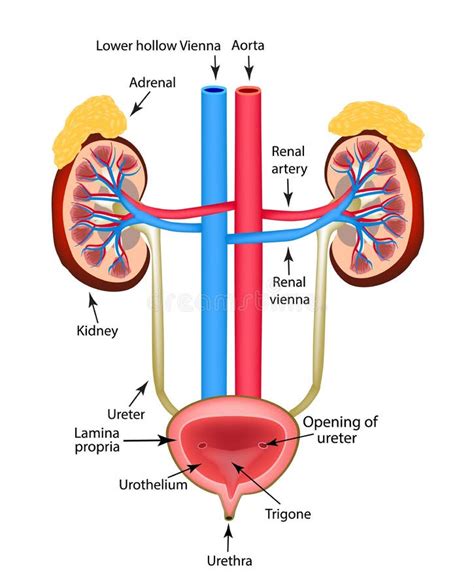 Anatomia Del Sistema Urinario Vejiga Urinaria Rinon Images