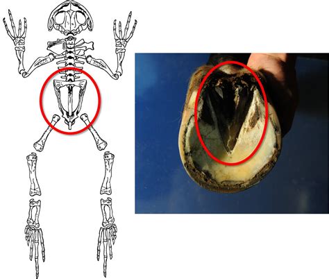 Frog On A Horse Foot Shop | emergencydentistry.com