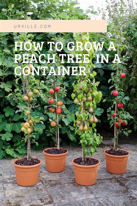 How To Grow A Peach Tree In A Container In 2020 Peach Trees Fruit