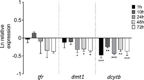 Transcriptional Response Of Tfr Dmt1 And Dcytb To Iron Reduction