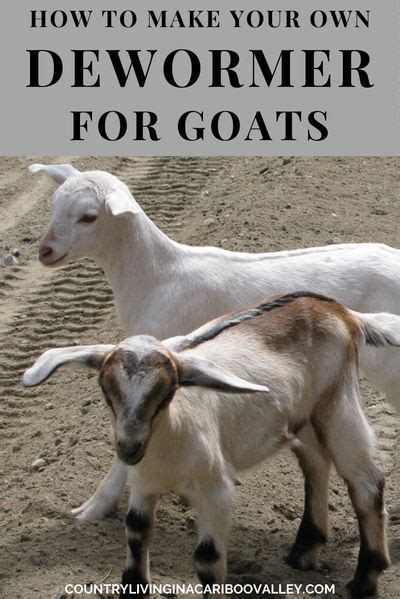 How To Make Your Own Natural Herbal Dewormer For Livestock Goats