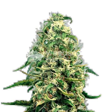 Super Silver Haze Feminized Seeds - WeedSeedsExpress