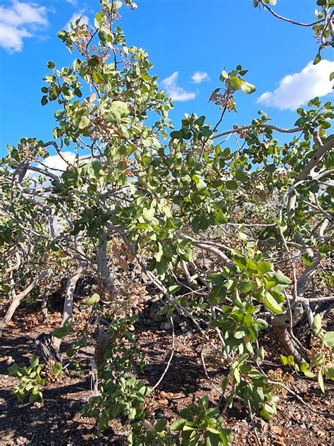 La Raccolta Del Pistacchio A Bronte Quando E Come Si Fa Glamourday