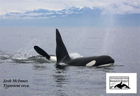 Pin On Orcas Of The World