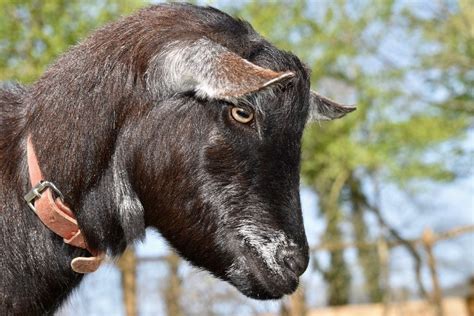 Why Do Goats Have Rectangular Pupils? Vet-Reviewed Science & Facts ...