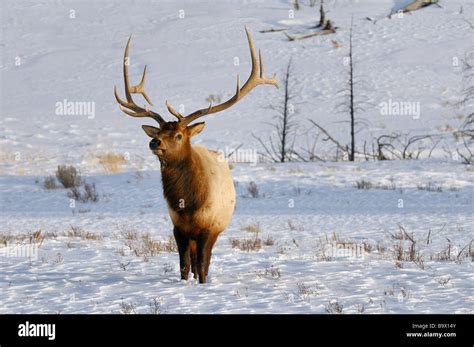 Mature Male Elk With Antlers In Winter Snow At Blacktail Deer Plateau