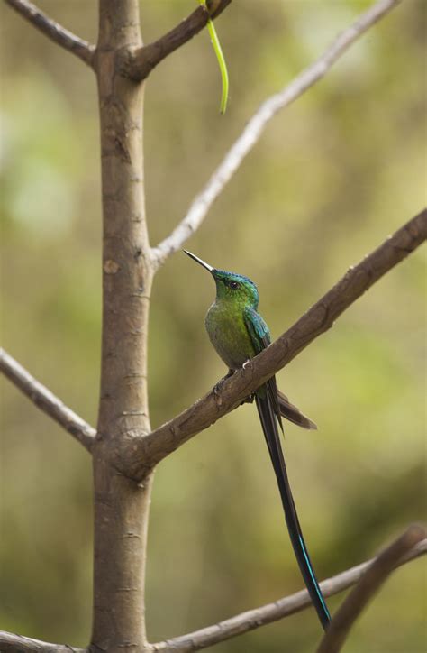 Colibri Cola Larga Diego Fernando Villaquiran Martinez Flickr