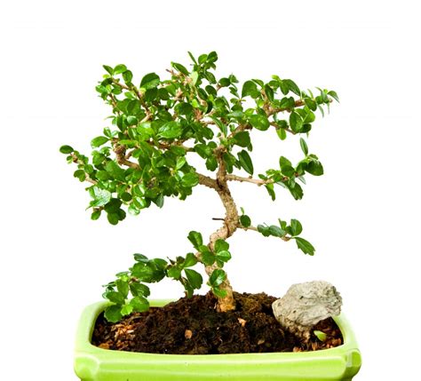 How to Grow And Care For A Fukien Tea Bonsai | Grow A Bonsai Tree