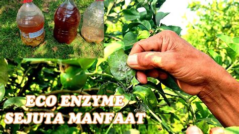 ECO ENZYME CAIR TERNYATA SANGAT BERMANFAAT II CAIRAN AJAIB YANG WAJIB