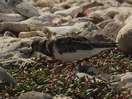 Kralendijk Bonaire Bonaire Das B Der Karibischen ABC Inseln Aruba