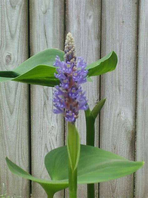 Pin By Daniel Hallock On My Yard Plants Garden Yard