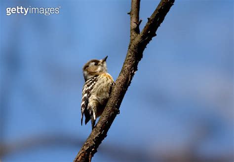 Japanse Dwergspecht Japanese Pygmy Woodpecker Dendrocopos Kizuki