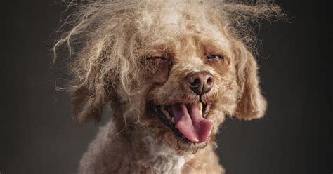 thrown   dogs photographer vincent musi sets  shop  charleston