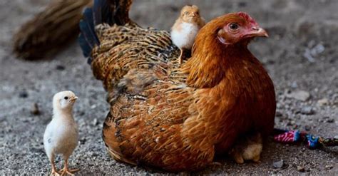 Why More South Africans Should Farm With Chickens Farming South Africa