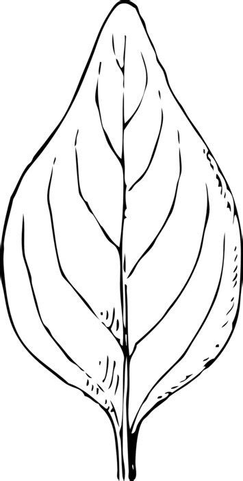 Black And White Drawing Of Leaf Plant Free Image Download