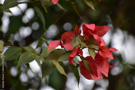 Bougainvillea Spectabilis Also Known As Great Bougainvillea Stock