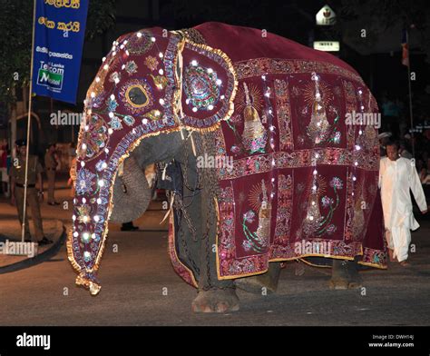 Elephant festival sri lanka hi-res stock photography and images - Alamy