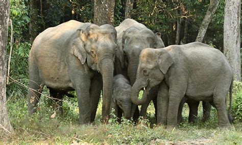 The status of Asian elephants | Magazine Articles | WWF