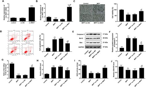 Lncrna Miat Enhanced Cell Viability Inhibited Cell Apoptosis And