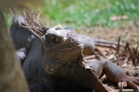 Fakta Menarik Tentang Iguana Galapagos Reptil Yang Dapat Menyelam Di